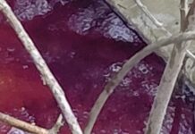 Poluare accidentală pe canalul de evacuare ape de la S.E. Ișalnița