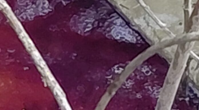 Poluare accidentală pe canalul de evacuare ape de la S.E. Ișalnița