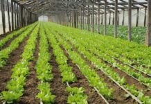 Legumicultorii se pot înscrie în programul de minimis 2026