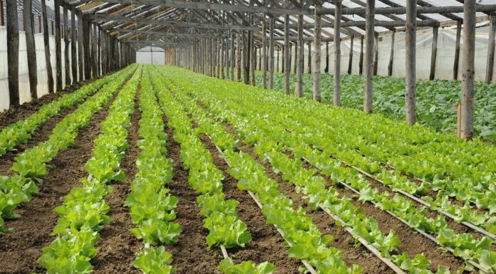 Legumicultorii se pot înscrie în programul de minimis 2026