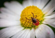 Alergiile de primăvară te supără? Iată ce suplimente ar trebui să încerci