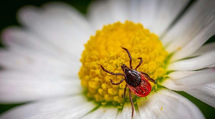 Alergiile de primăvară te supără? Iată ce suplimente ar trebui să încerci
