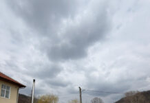 Ce avantaje sunt dacă îți sterilizezi câinele din gospodărie