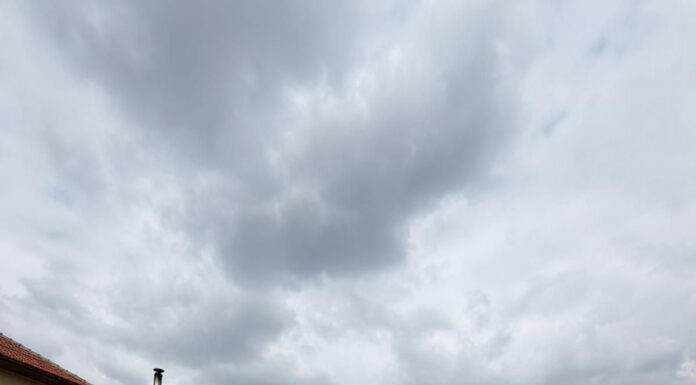 Ce avantaje sunt dacă îți sterilizezi câinele din gospodărie