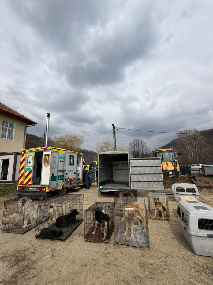 Ce avantaje sunt dacă îți sterilizezi câinele din gospodărie