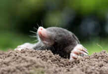 Agricultura pe înțelesul tuturor – Cum să ne protejăm ecologic grădina, casa și gospodăria (9)