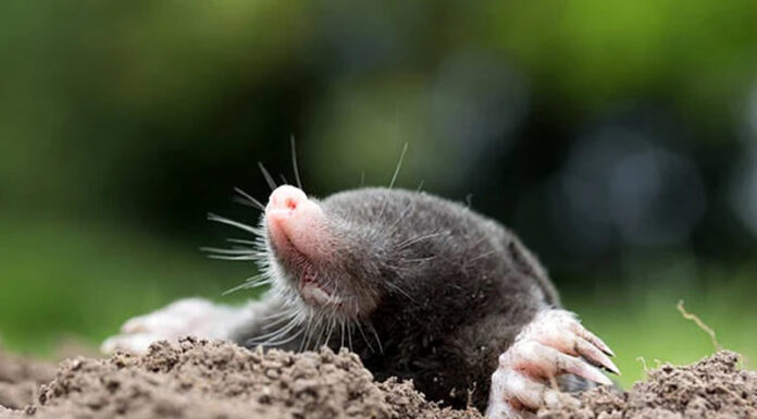 Agricultura pe înțelesul tuturor – Cum să ne protejăm ecologic grădina, casa și gospodăria (9)