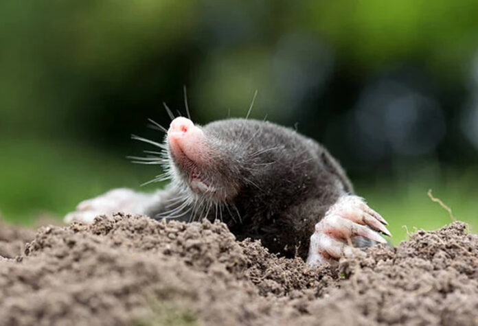 Agricultura pe înțelesul tuturor – Cum să ne protejăm ecologic grădina, casa și gospodăria (9)