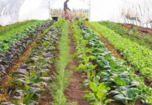 Agricultura pe înțelesul tuturor – Producerea răsadurilor și a legumelor în micile ferme comerciale și în grădinile familiale