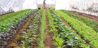 Agricultura pe înțelesul tuturor – Producerea răsadurilor și a legumelor în micile ferme comerciale și în grădinile familiale