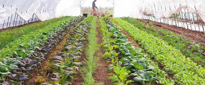 Agricultura pe înțelesul tuturor – Producerea răsadurilor și a legumelor în micile ferme comerciale și în grădinile familiale