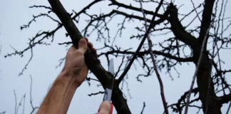 Agricultura pe înțelesul tuturor – Lucrări agricole în livada și via aflate în repausul vegetativ