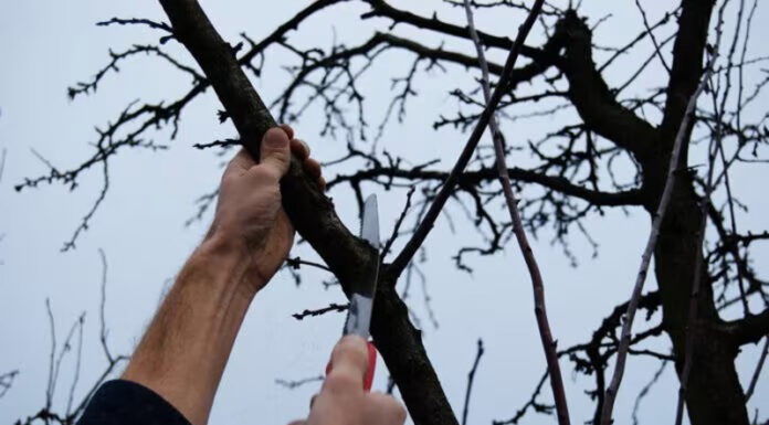 Agricultura pe înțelesul tuturor – Lucrări agricole în livada și via aflate în repausul vegetativ