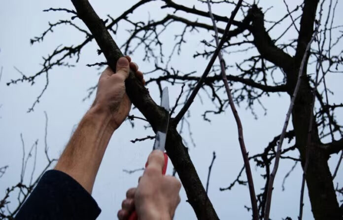 Agricultura pe înțelesul tuturor – Lucrări agricole în livada și via aflate în repausul vegetativ