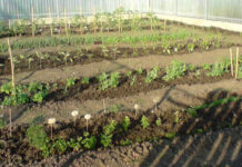 Agricultura pe înțelesul tuturor – Organizarea grădinii de legume