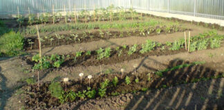 Agricultura pe înțelesul tuturor – Organizarea grădinii de legume