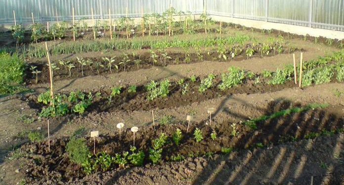 Agricultura pe înțelesul tuturor – Organizarea grădinii de legume