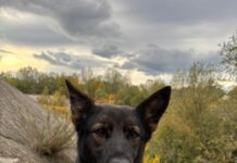 Hoț la 15 ani, prins de Gica de la IPJ