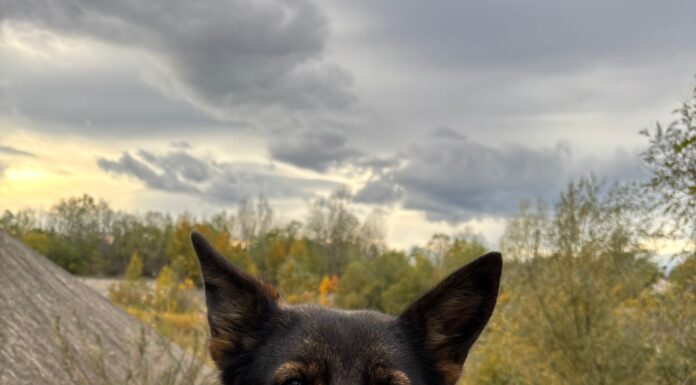 Hoț la 15 ani, prins de Gica de la IPJ