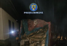 Lemne furate din pădurile din Polovragi, depistate în trafic