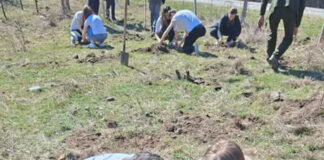 Plantare de puieți la Baia de Fier. Au participat și elevii