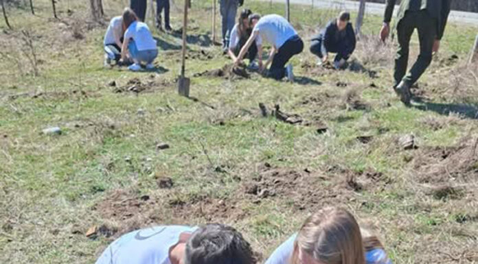 Plantare de puieți la Baia de Fier. Au participat și elevii