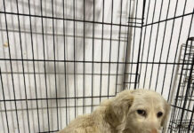 Câine lovit de mașină, salvat de Protecția Animalelor Gorj