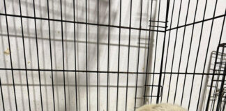 Câine lovit de mașină, salvat de Protecția Animalelor Gorj