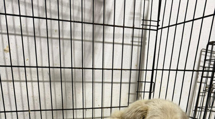 Câine lovit de mașină, salvat de Protecția Animalelor Gorj