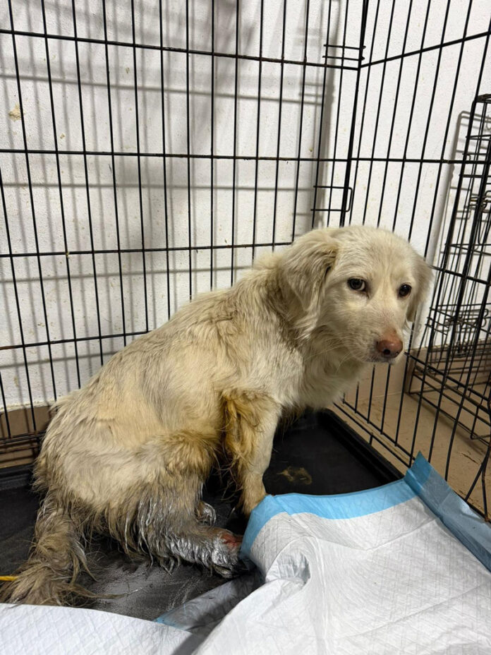 Câine lovit de mașină, salvat de Protecția Animalelor Gorj