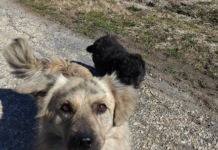 Săcelu: Recensământ al câinilor care aparțin localnicilor