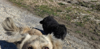 Săcelu: Recensământ al câinilor care aparțin localnicilor