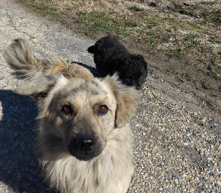 Săcelu: Recensământ al câinilor care aparțin localnicilor