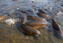 Râul Jiu va fi populat cu două tone de crap