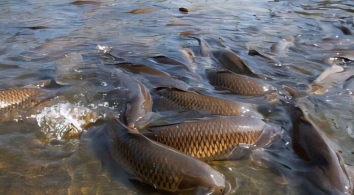 Râul Jiu va fi populat cu două tone de crap