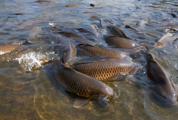 Râul Jiu va fi populat cu două tone de crap
