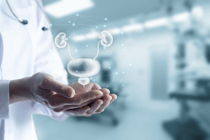 Concept,Support,Health,Of,The,Genitourinary,System.,Doctor,Shows,The