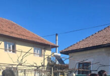 Chiar și gratuit, nu prea vor să își sterilizeze câinii! Crește numărul maidanezilor!