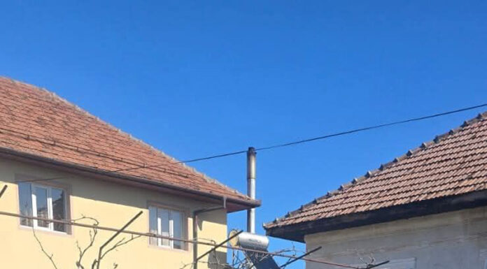 Chiar și gratuit, nu prea vor să își sterilizeze câinii! Crește numărul maidanezilor!