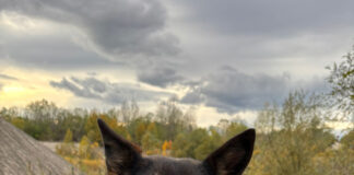 Eroina cu patru lăbuțe! O cățelușă polițistă a prins un hoț de 15 ani