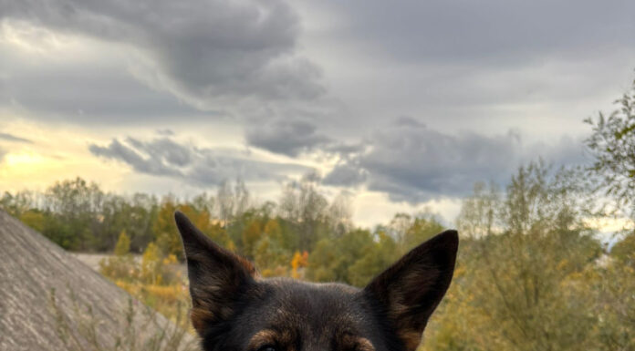 Eroina cu patru lăbuțe! O cățelușă polițistă a prins un hoț de 15 ani