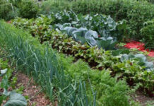 Agricultura pe înțelesul tuturor – Perioada de vegetație, recoltare și producția potențială a legumelor în grădina familială