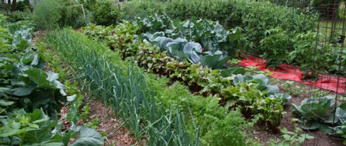 Agricultura pe înțelesul tuturor – Perioada de vegetație, recoltare și producția potențială a legumelor în grădina familială