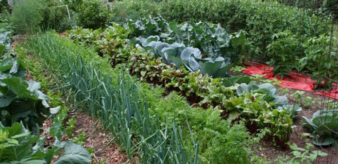 Agricultura pe înțelesul tuturor – Perioada de vegetație, recoltare și producția potențială a legumelor în grădina familială