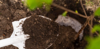 Agricultura pe înțelesul tuturor – Plantarea corectă a pomilor fructiferi – (1)