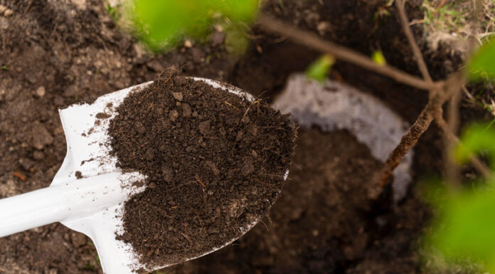 Agricultura pe înțelesul tuturor – Plantarea corectă a pomilor fructiferi – (1)