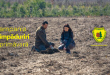 Peste 7.000 de hectare, în planul de împăduriri Romsilva