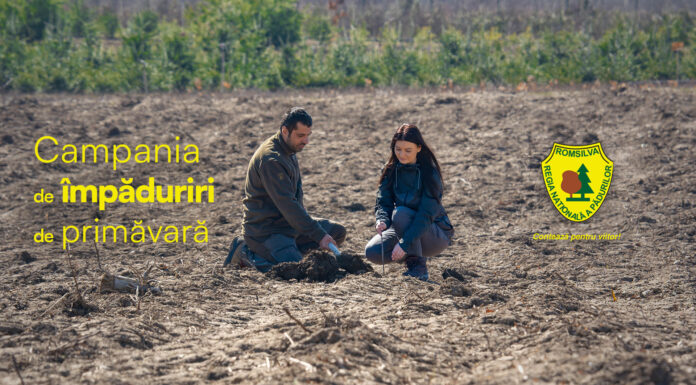 Peste 7.000 de hectare, în planul de împăduriri Romsilva