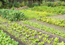 Agricultura pe înțelesul tuturor – Rotația culturilor legumicole