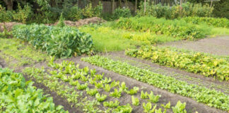 Agricultura pe înțelesul tuturor – Rotația culturilor legumicole